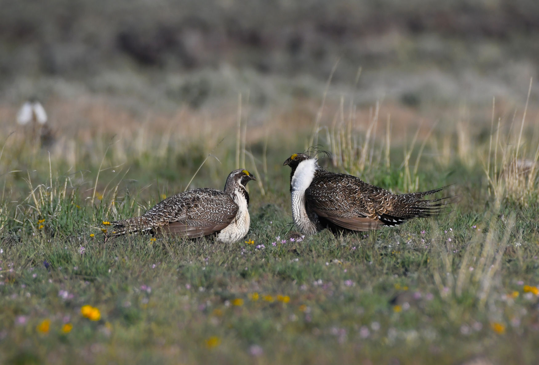 Sagebrush losses